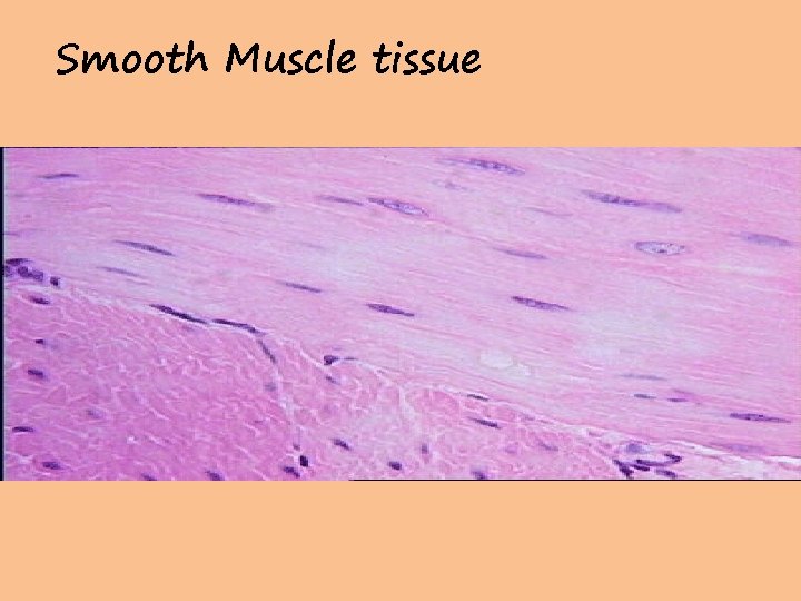 Smooth Muscle tissue 