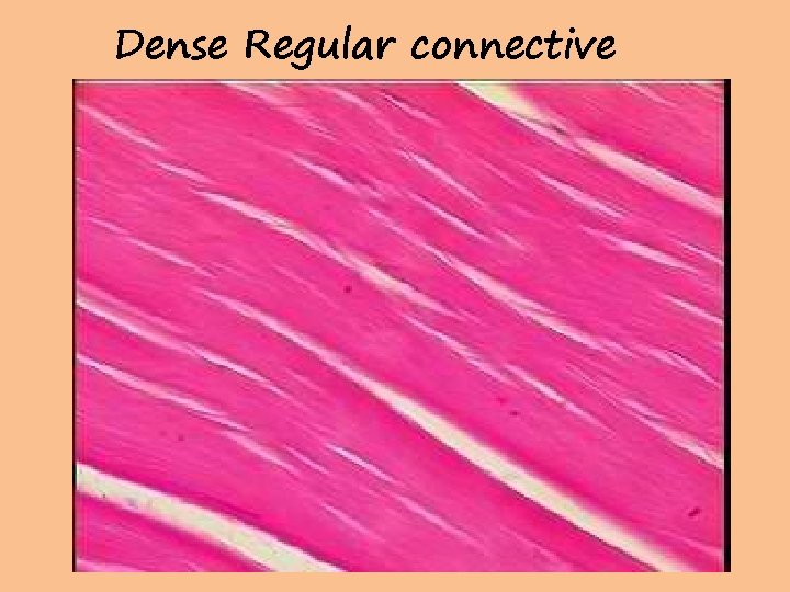 Dense Regular connective 