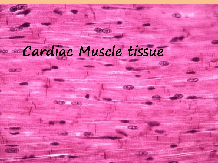 Cardiac Muscle tissue 