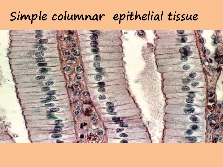 Simple columnar epithelial tissue 