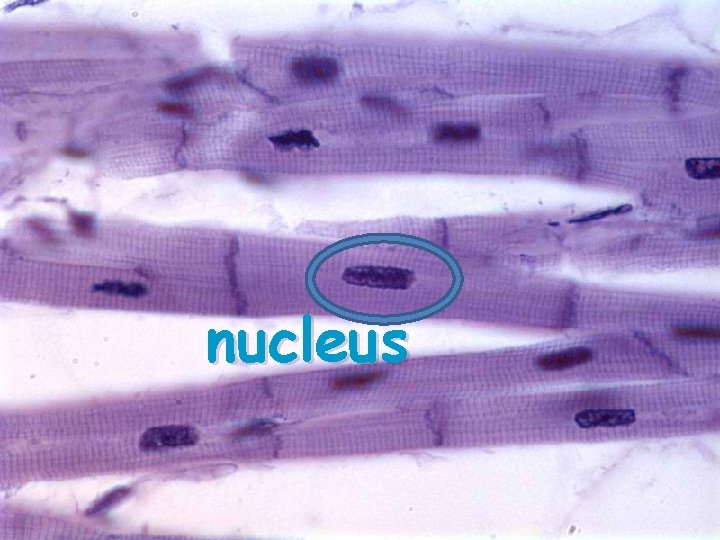 nucleus 