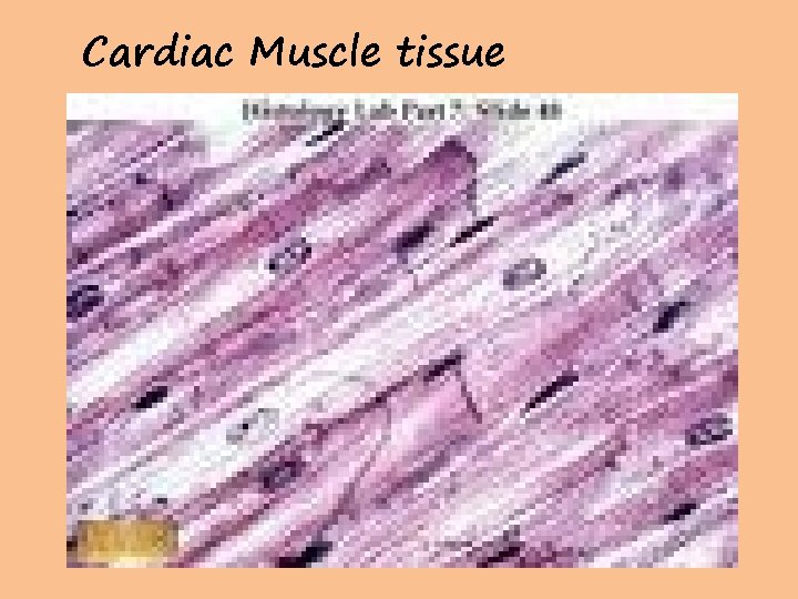 Cardiac Muscle tissue 