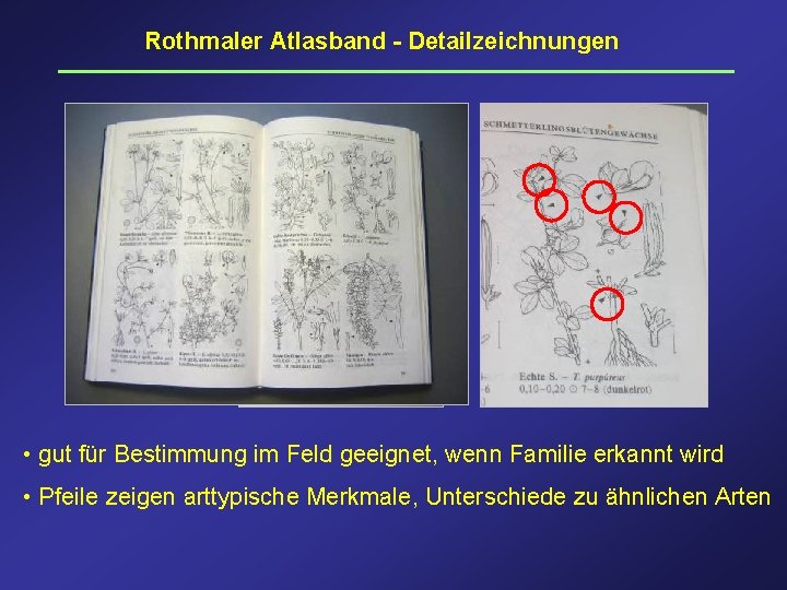 Rothmaler Atlasband - Detailzeichnungen • gut für Bestimmung im Feld geeignet, wenn Familie erkannt