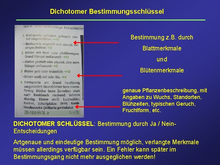 Dichotomer Bestimmungsschlüssel Bestimmung z. B. durch Blattmerkmale und Blütenmerkmale genaue Pflanzenbeschreibung, mit Angaben zu