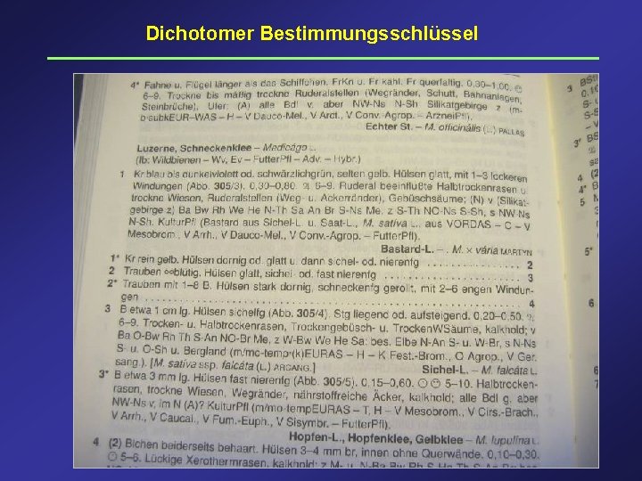 Dichotomer Bestimmungsschlüssel 