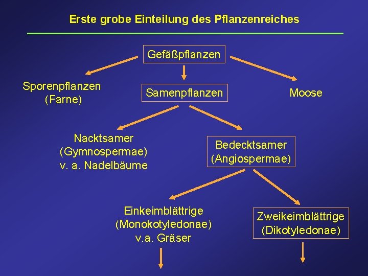 Erste grobe Einteilung des Pflanzenreiches Gefäßpflanzen Sporenpflanzen (Farne) Samenpflanzen Nacktsamer (Gymnospermae) v. a. Nadelbäume