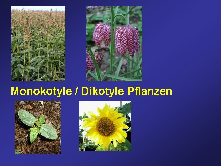 Monokotyle / Dikotyle Pflanzen 