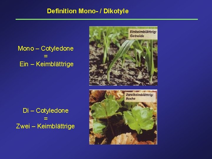 Definition Mono- / Dikotyle Mono – Cotyledone = Ein – Keimblättrige Di – Cotyledone