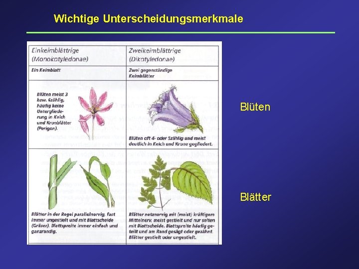 Wichtige Unterscheidungsmerkmale Blüten Blätter 