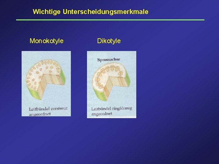 Wichtige Unterscheidungsmerkmale Monokotyle Dikotyle 