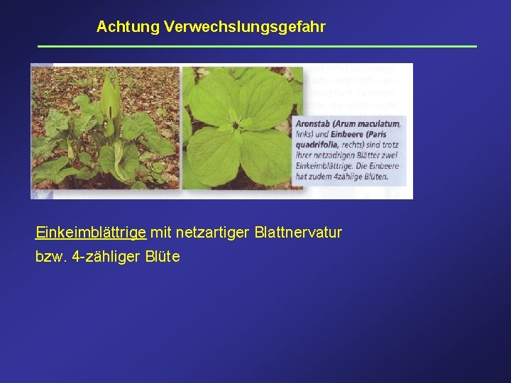 Achtung Verwechslungsgefahr Einkeimblättrige mit netzartiger Blattnervatur bzw. 4 -zähliger Blüte 