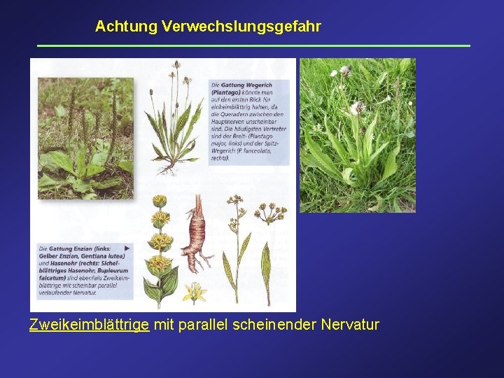 Achtung Verwechslungsgefahr Zweikeimblättrige mit parallel scheinender Nervatur 