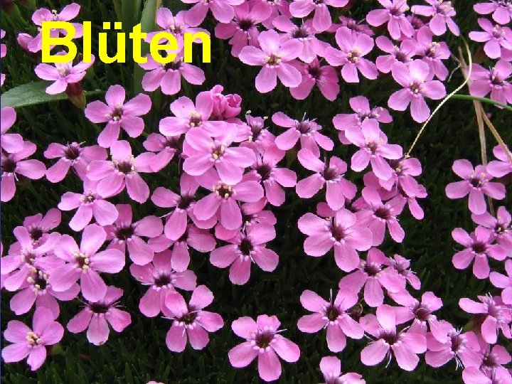 Blüten 