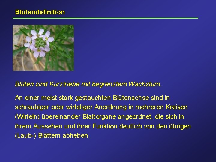 Blütendefinition Blüten sind Kurztriebe mit begrenztem Wachstum. An einer meist stark gestauchten Blütenachse sind