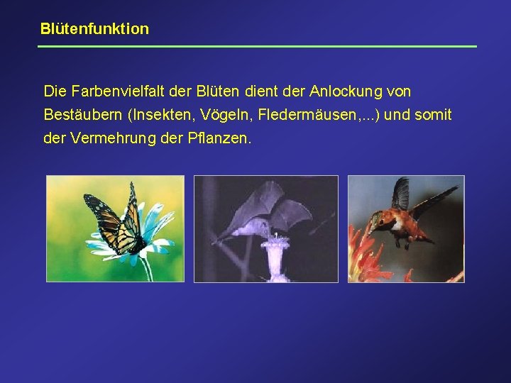 Blütenfunktion Die Farbenvielfalt der Blüten dient der Anlockung von Bestäubern (Insekten, Vögeln, Fledermäusen, .