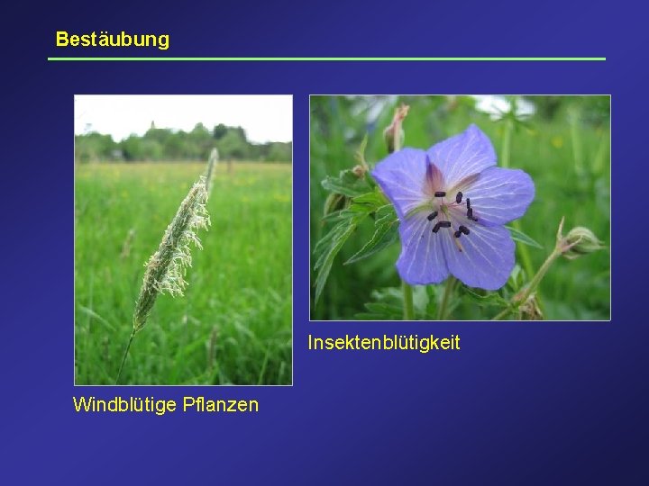 Bestäubung Insektenblütigkeit Windblütige Pflanzen 