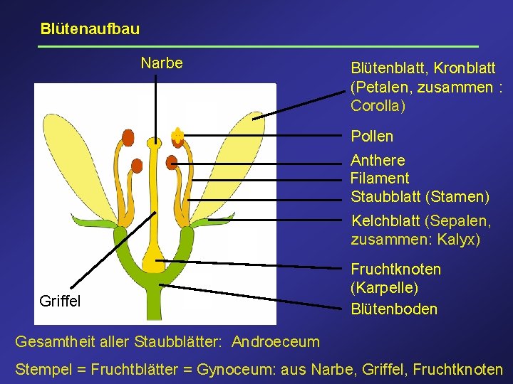 Blütenaufbau Narbe Blütenblatt, Kronblatt (Petalen, zusammen : Corolla) Pollen Anthere Filament Staubblatt (Stamen) Kelchblatt