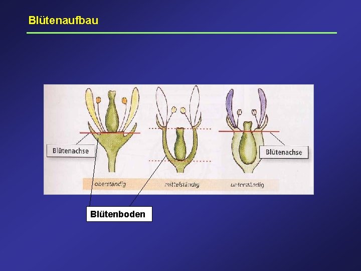 Blütenaufbau Blütenboden 