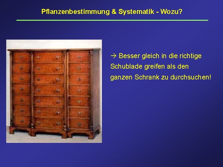 Pflanzenbestimmung & Systematik - Wozu? Besser gleich in die richtige Schublade greifen als den
