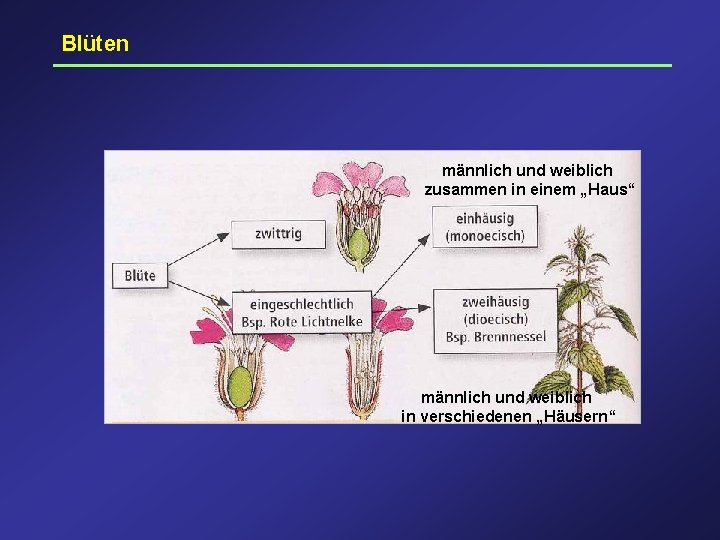 Blüten männlich und weiblich zusammen in einem „Haus“ männlich und weiblich in verschiedenen „Häusern“