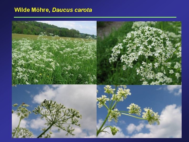 Wilde Möhre, Daucus carota 