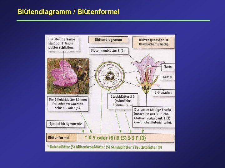 Blütendiagramm / Blütenformel 