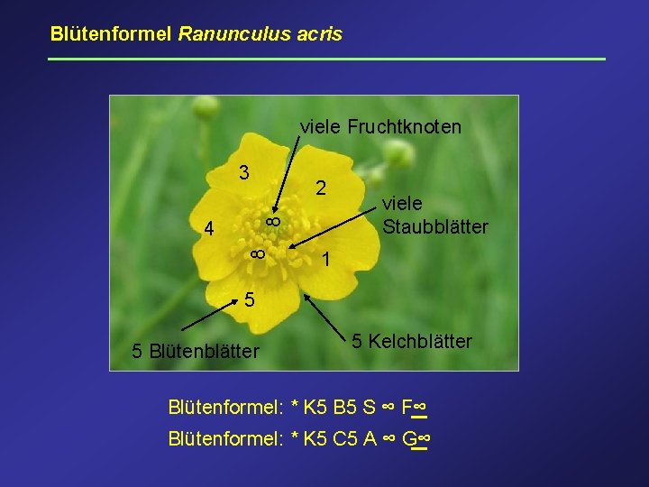 Blütenformel Ranunculus acris viele Fruchtknoten 3 8 2 8 4 viele Staubblätter 1 5