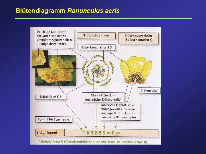 Blütendiagramm Ranunculus acris 