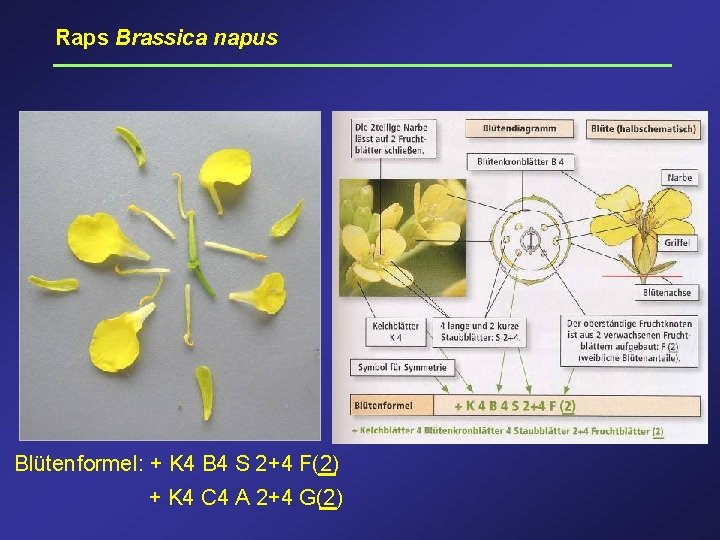 Raps Brassica napus Blütenformel: + K 4 B 4 S 2+4 F(2) + K