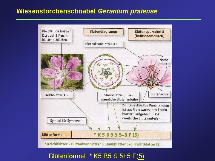 Wiesenstorchenschnabel Geranium pratense Blütenformel: * K 5 B 5 S 5+5 F(5) 