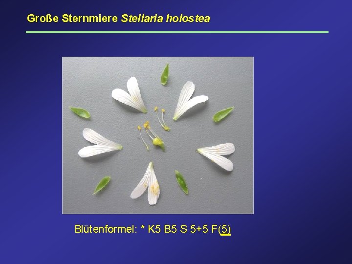 Große Sternmiere Stellaria holostea Blütenformel: * K 5 B 5 S 5+5 F(5) 