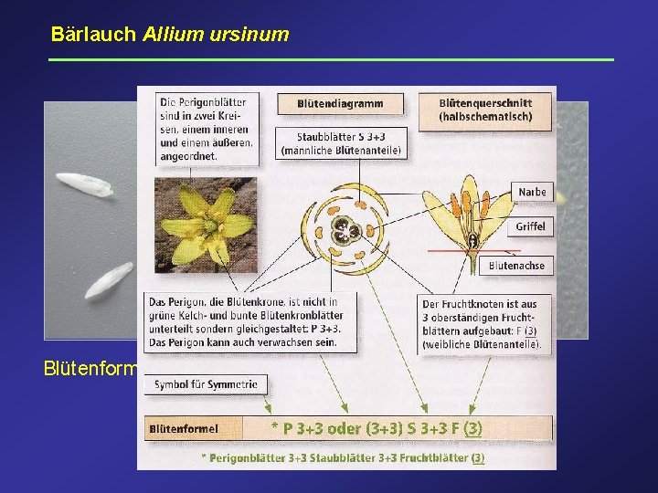 Bärlauch Allium ursinum Perigon, Bärlauch Blütenformel: * P 3+3 S 3+3 F(3) * P