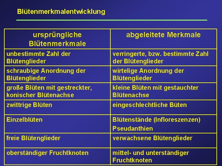 Blütenmerkmalentwicklung ursprüngliche Blütenmerkmale abgeleitete Merkmale unbestimmte Zahl der Blütenglieder verringerte, bzw. bestimmte Zahl der