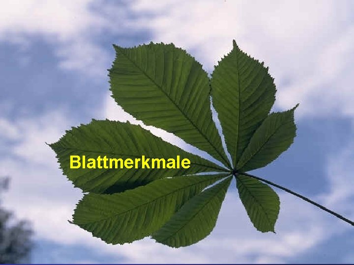 Blattmerkmale 