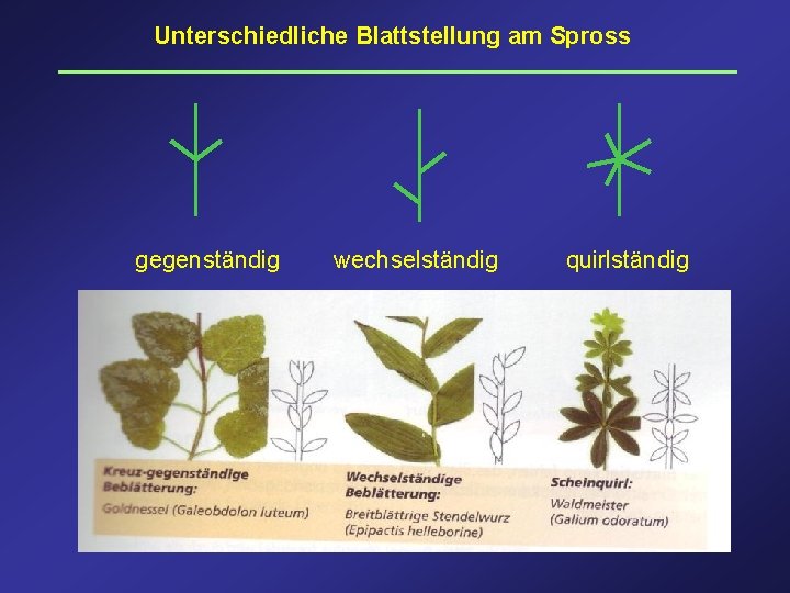 Unterschiedliche Blattstellung am Spross gegenständig wechselständig quirlständig 