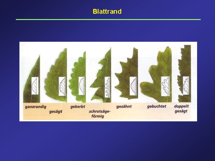 Blattrand 