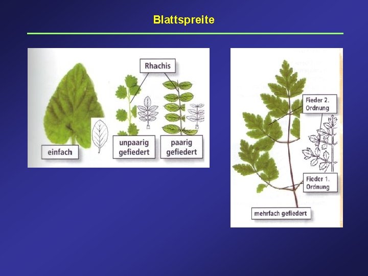 Blattspreite 