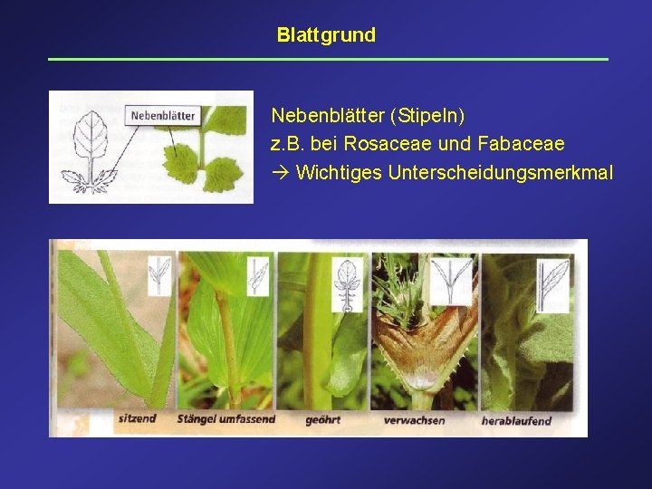 Blattgrund Nebenblätter (Stipeln) z. B. bei Rosaceae und Fabaceae Wichtiges Unterscheidungsmerkmal 