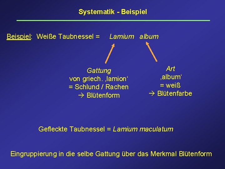 Systematik - Beispiel: Weiße Taubnessel = Lamium album Gattung von griech. ‚lamion‘ = Schlund