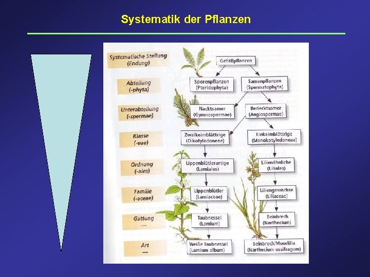 Systematik der Pflanzen 