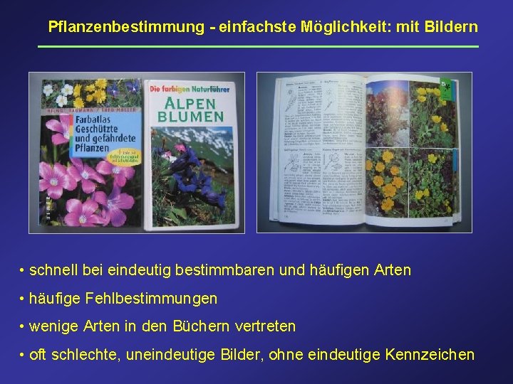 Pflanzenbestimmung - einfachste Möglichkeit: mit Bildern • schnell bei eindeutig bestimmbaren und häufigen Arten