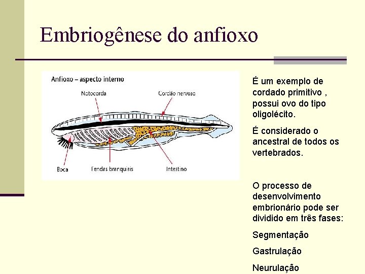 Embriogênese do anfioxo É um exemplo de cordado primitivo , possui ovo do tipo