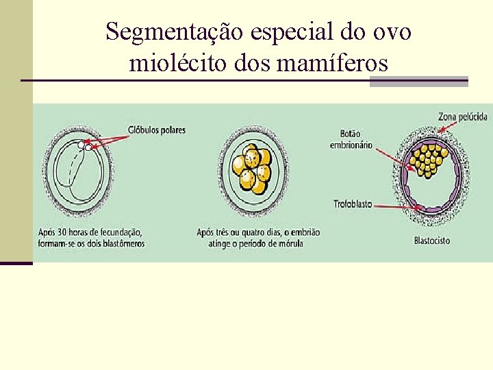 Segmentação especial do ovo miolécito dos mamíferos 