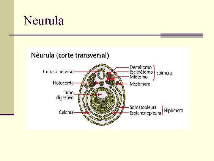 Neurula 