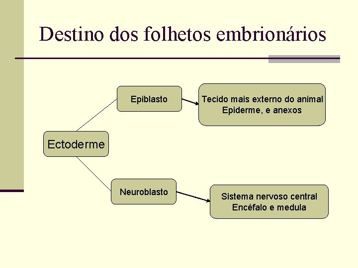 Destino dos folhetos embrionários Epiblasto Tecido mais externo do animal Epiderme, e anexos Ectoderme