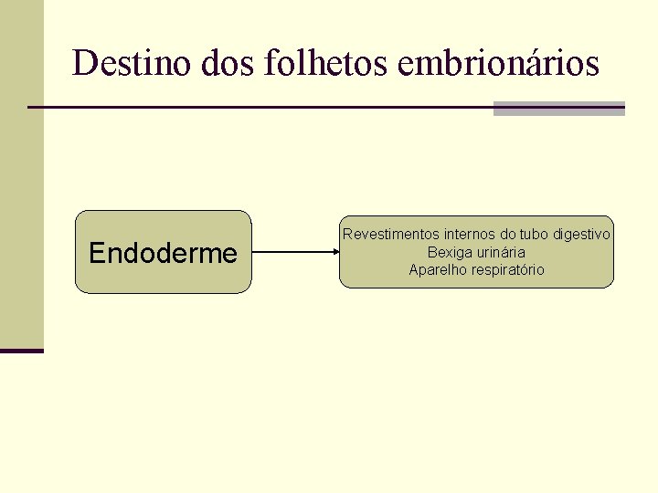 Destino dos folhetos embrionários Endoderme Revestimentos internos do tubo digestivo Bexiga urinária Aparelho respiratório
