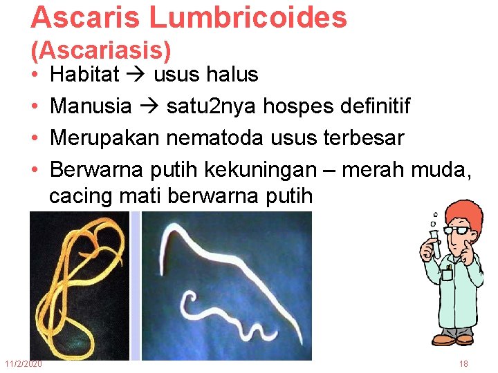 Ascaris Lumbricoides (Ascariasis) • • 11/2/2020 Habitat usus halus Manusia satu 2 nya hospes