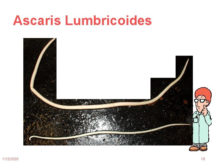 Ascaris Lumbricoides 11/2/2020 19 