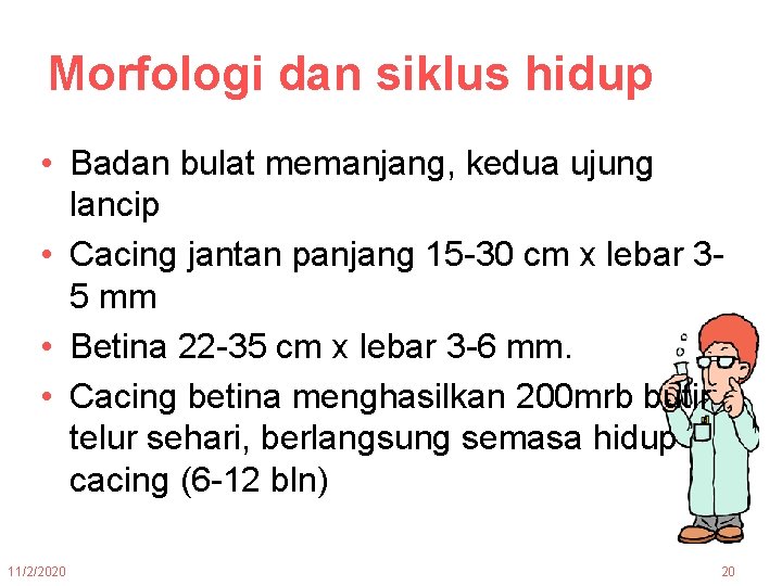 Morfologi dan siklus hidup • Badan bulat memanjang, kedua ujung lancip • Cacing jantan