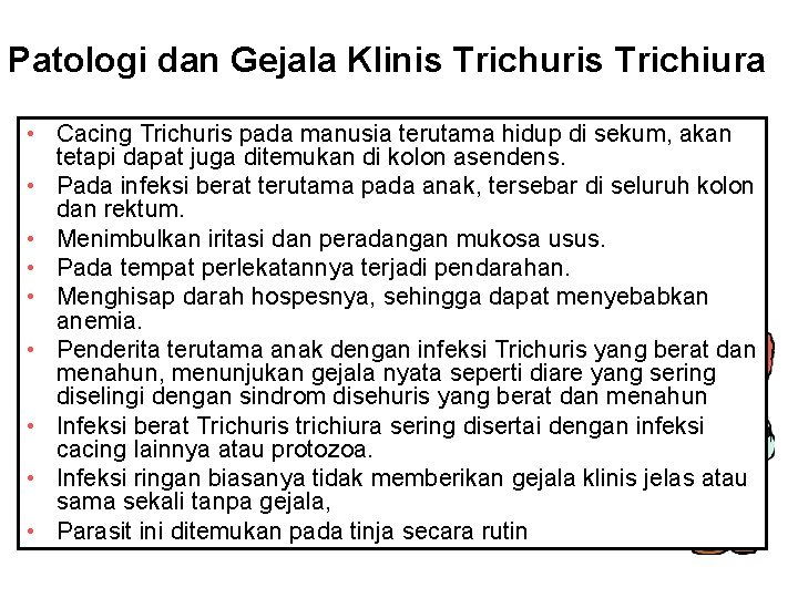 Patologi dan Gejala Klinis Trichuris Trichiura • Cacing Trichuris pada manusia terutama hidup di